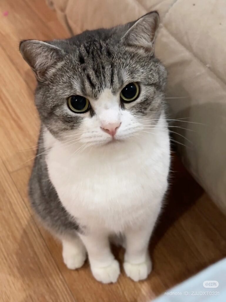 猫が不安を感じている時に見せるサイン5選
