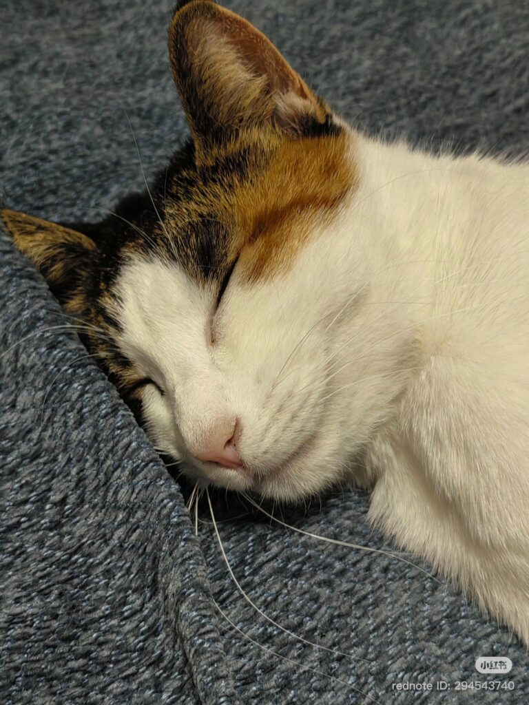 猫が飼い主を信頼している時に見せる行動5選