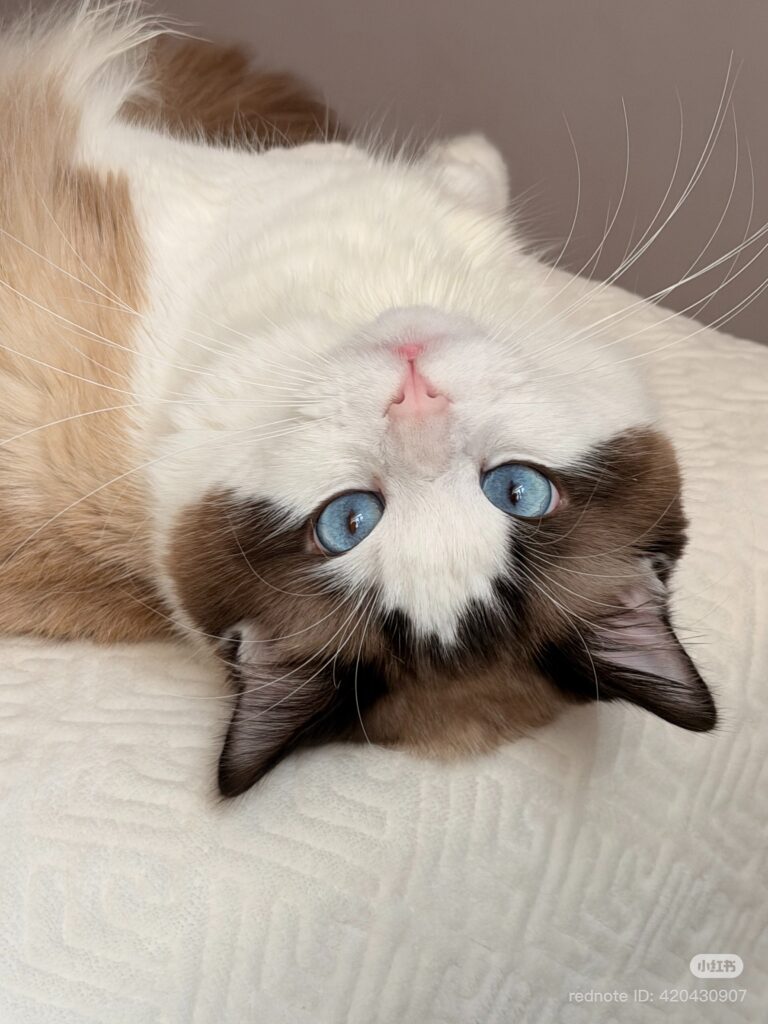 猫がリラックスしている時に見せるしぐさ5選